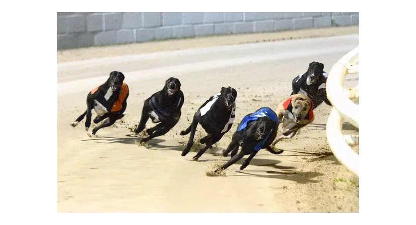 Poole Greyhound Stadium
