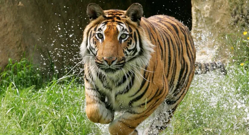 Paradise Wildlife Park