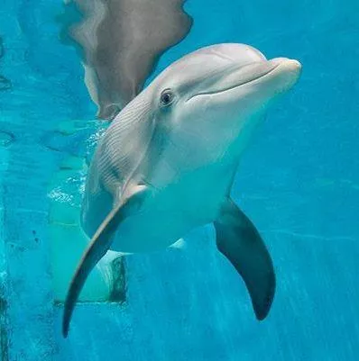 Clearwater Marine Aquarium
