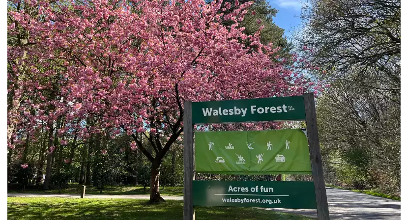 Walesby Forest