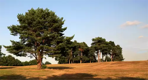 Walesby Forest Christmas Parties 2025