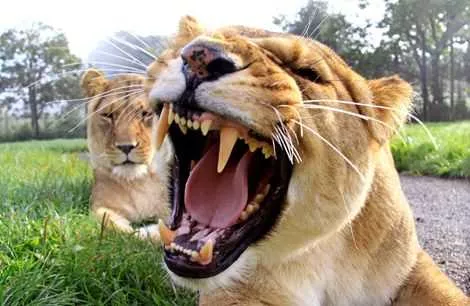 Zoo & Safari Park Venues 