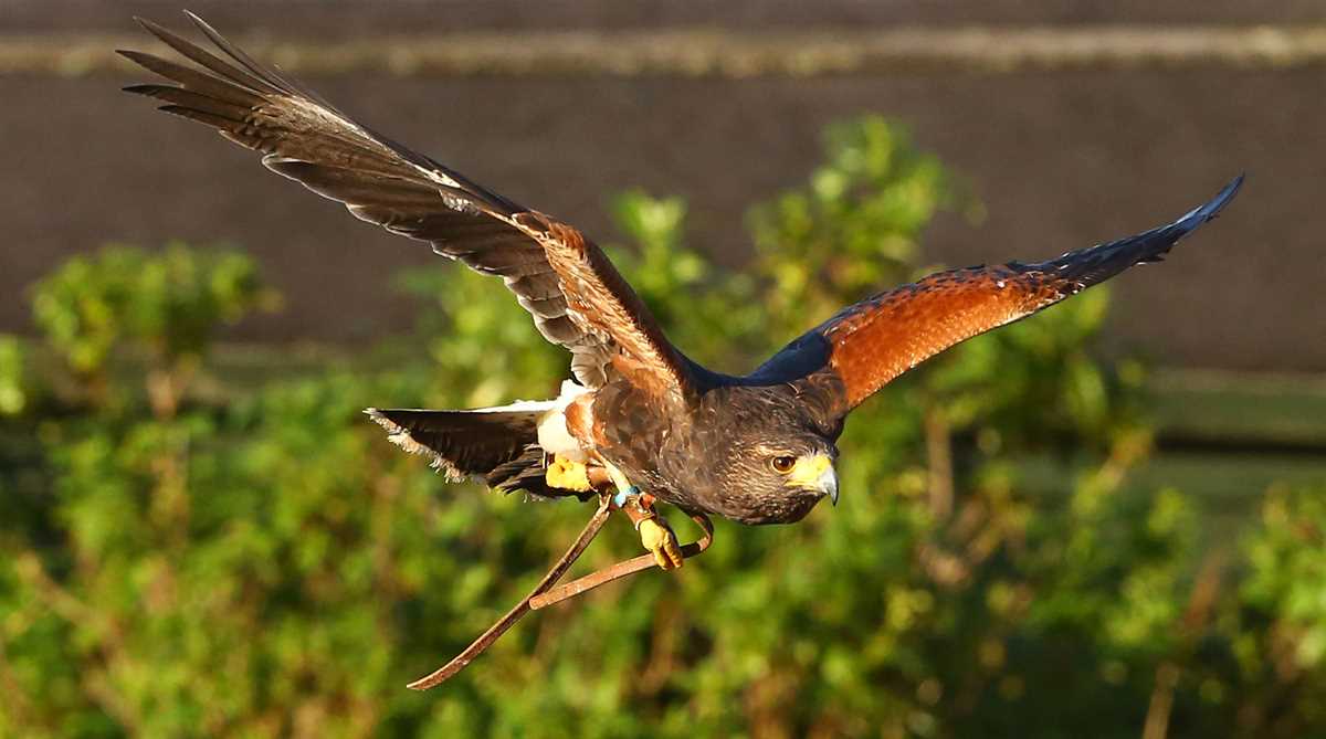 The North Devon Bird of Prey Centre