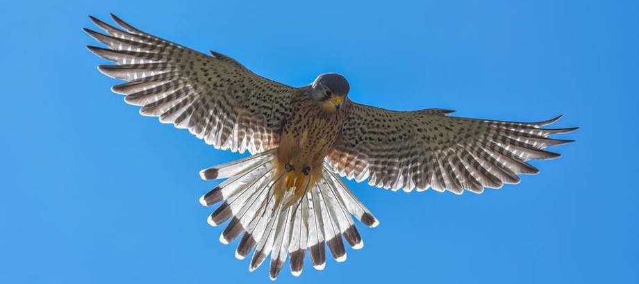 Mere Down Falconry | Birds of Prey Experience Days Wiltshire