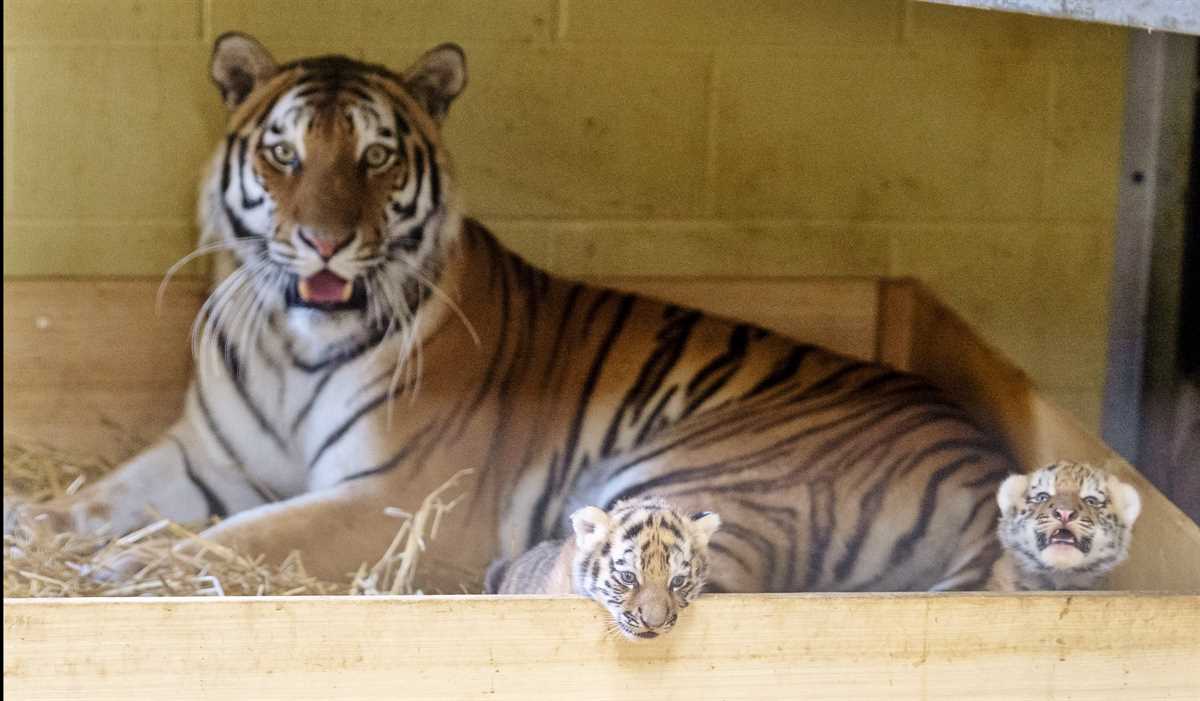 Endangered Tiger Cubs Born At Longleat | Chooseyourvenue.com